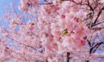 埼北エリア周辺の『桜まつり』まとめ・2024年【イベント情報】